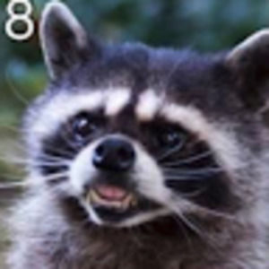 Meet your Posher, Kalista